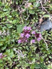 Thymus pulegioides