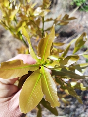Ochna pulchra