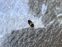 Glischrochilus fasciatus