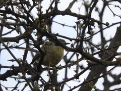 Stigmatura budytoides
