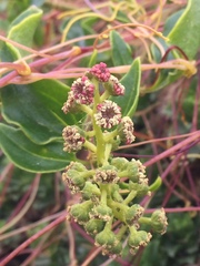 Anisomeria littoralis