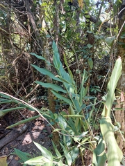Hedychium coronarium