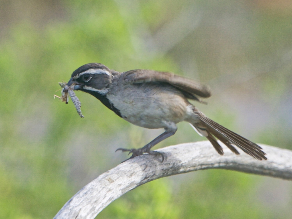Black-throated Sparrow