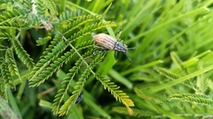 Ericydeus viridans
