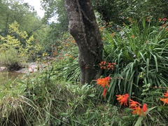Crocosmia × crocosmiiflora