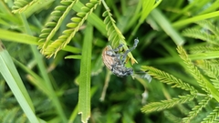Ericydeus viridans