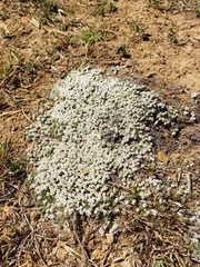 Helichrysum caespititium