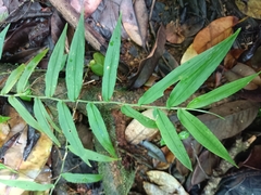 Ichnanthus pallens