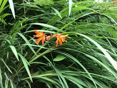 Crocosmia × crocosmiiflora