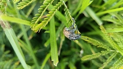 Ericydeus viridans