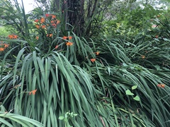 Crocosmia × crocosmiiflora
