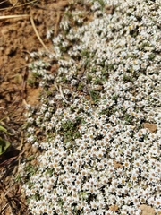 Helichrysum caespititium