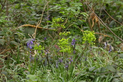 Euphorbia amygdaloides