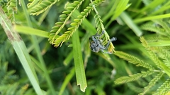 Ericydeus viridans