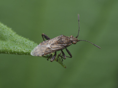 Rhopalidae