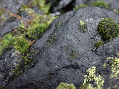 Hydropunctaria maura