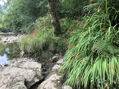Crocosmia × crocosmiiflora
