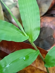 Ichnanthus pallens