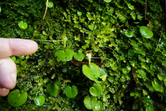 Corybas