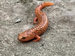 Pseudotriton ruber