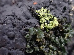 Hydropunctaria maura