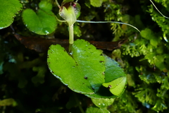Corybas