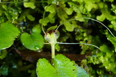 Corybas