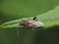 Rhopalidae