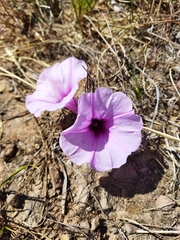 Ipomoea bolusiana
