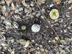 Caloboletus marshii