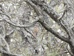 Cranioleuca pyrrhophia