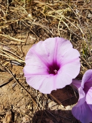 Ipomoea bolusiana
