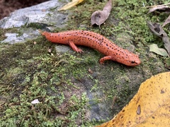 Pseudotriton ruber