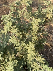 Prosopis farcta