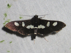 Desmia