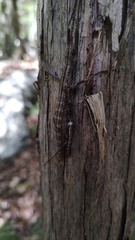Anisomorpha ferruginea
