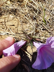 Ipomoea bolusiana