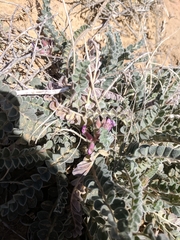 Astragalus mollissimus