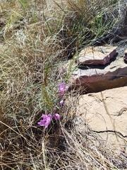 Ipomoea bolusiana
