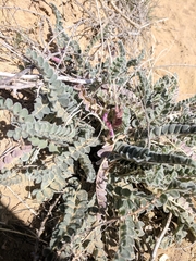 Astragalus mollissimus