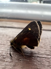 Dalla