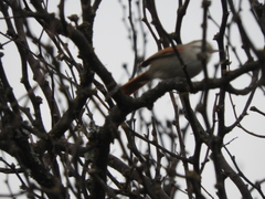 Cranioleuca pyrrhophia