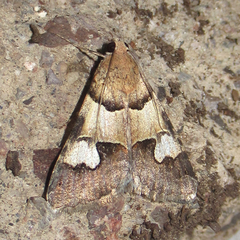Drasteria pallescens