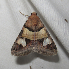 Drasteria pallescens