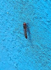 Dioprosopa clavata