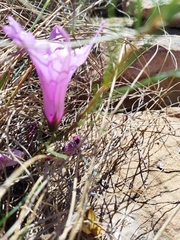 Ipomoea bolusiana