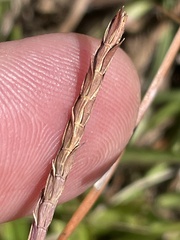 Eremochloa ophiuroides