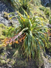 Phormium cookianum
