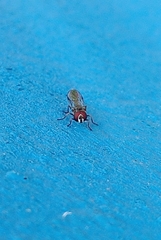 Dioprosopa clavata