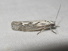 Ethmia discostrigella